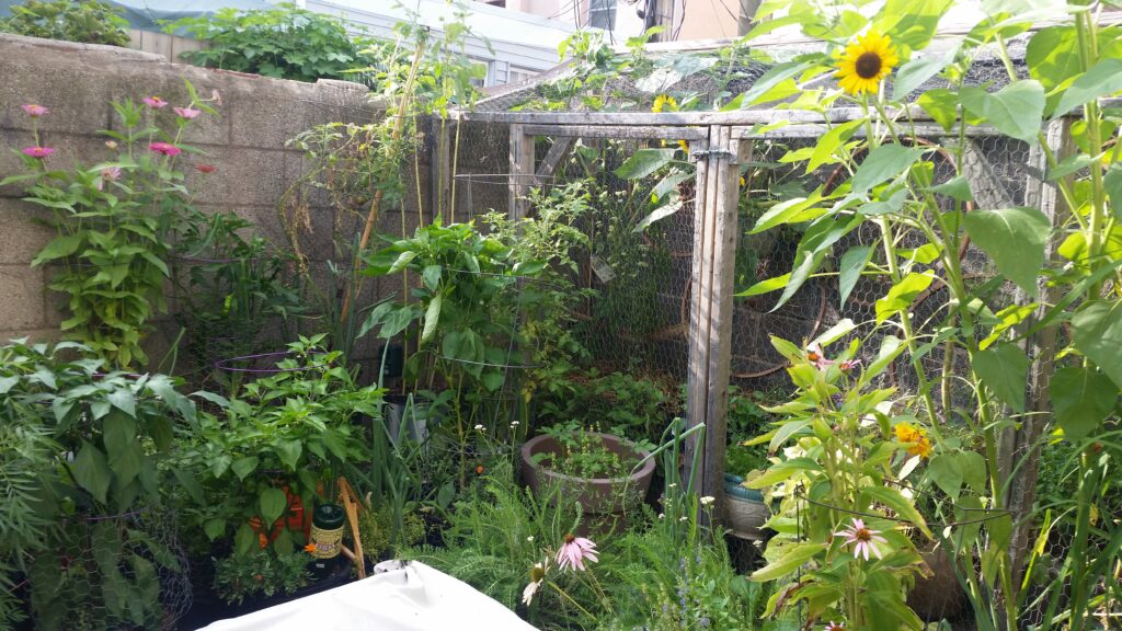 photo of back patio garden in Philadelphia, PA