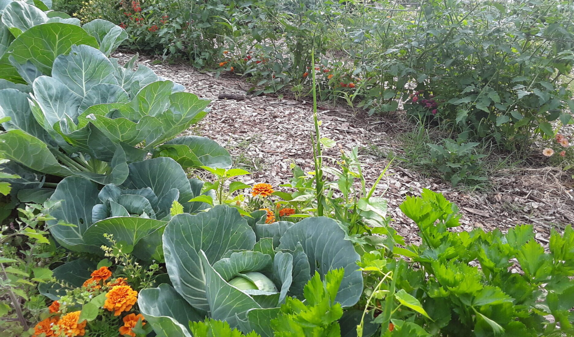 photo of organic garden row crops of cabbage, flowers, herbs and tomatoes