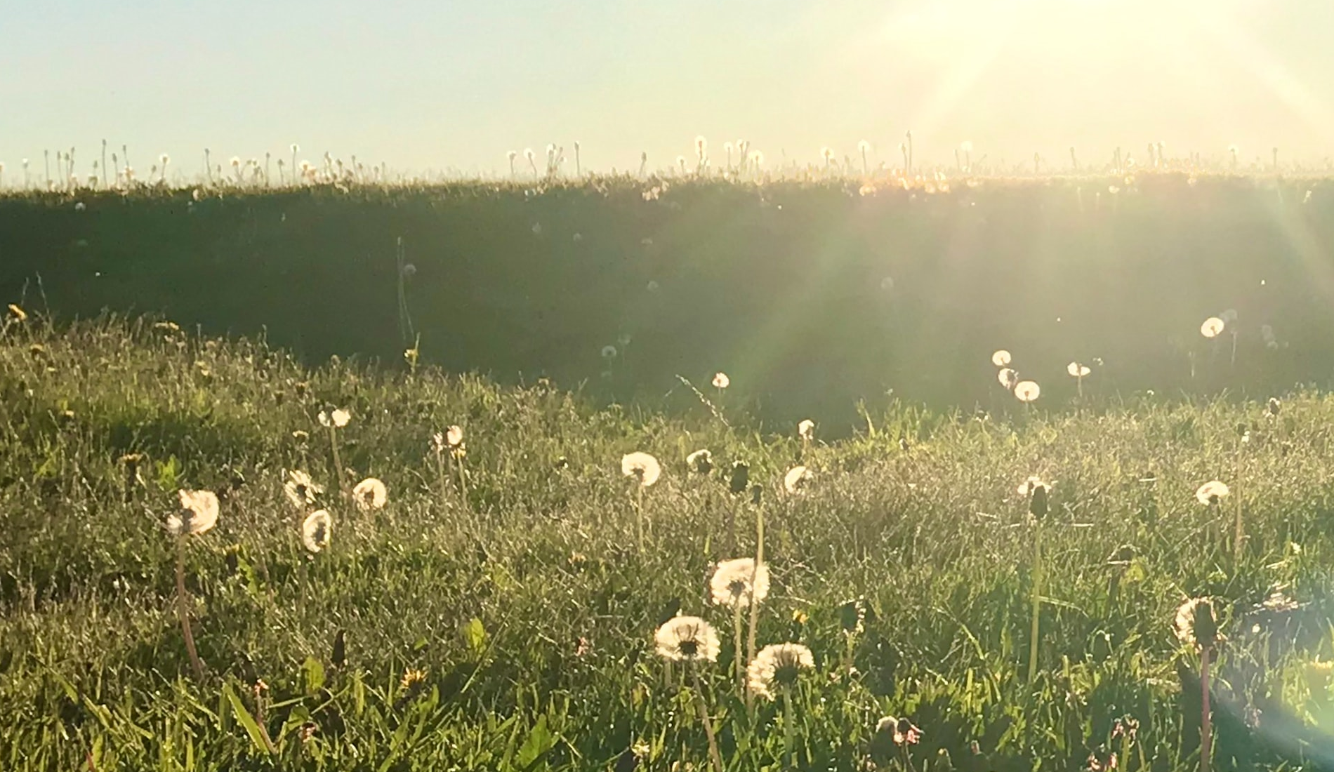 photo of dandelions at sunrise