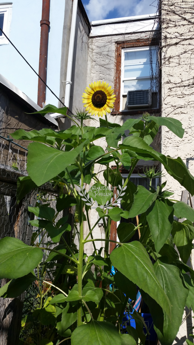 Sunflower in the sun