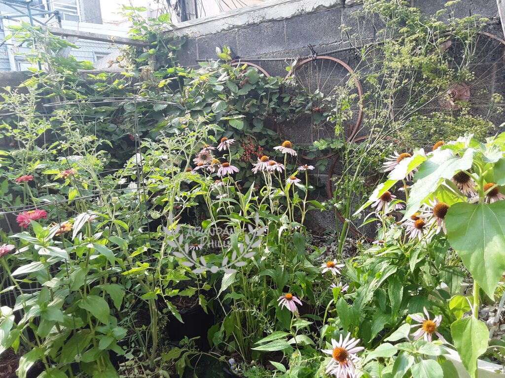 Photo of flowers on back patio garden in South Philadelphia.