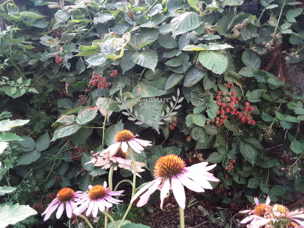 Photo of blackberry bush and coneflower in South Philadelphia garden.