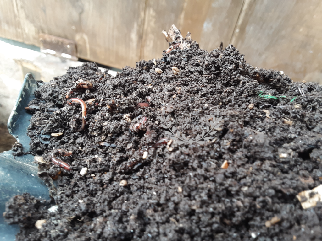 Shovel of garden-ready worm compost.