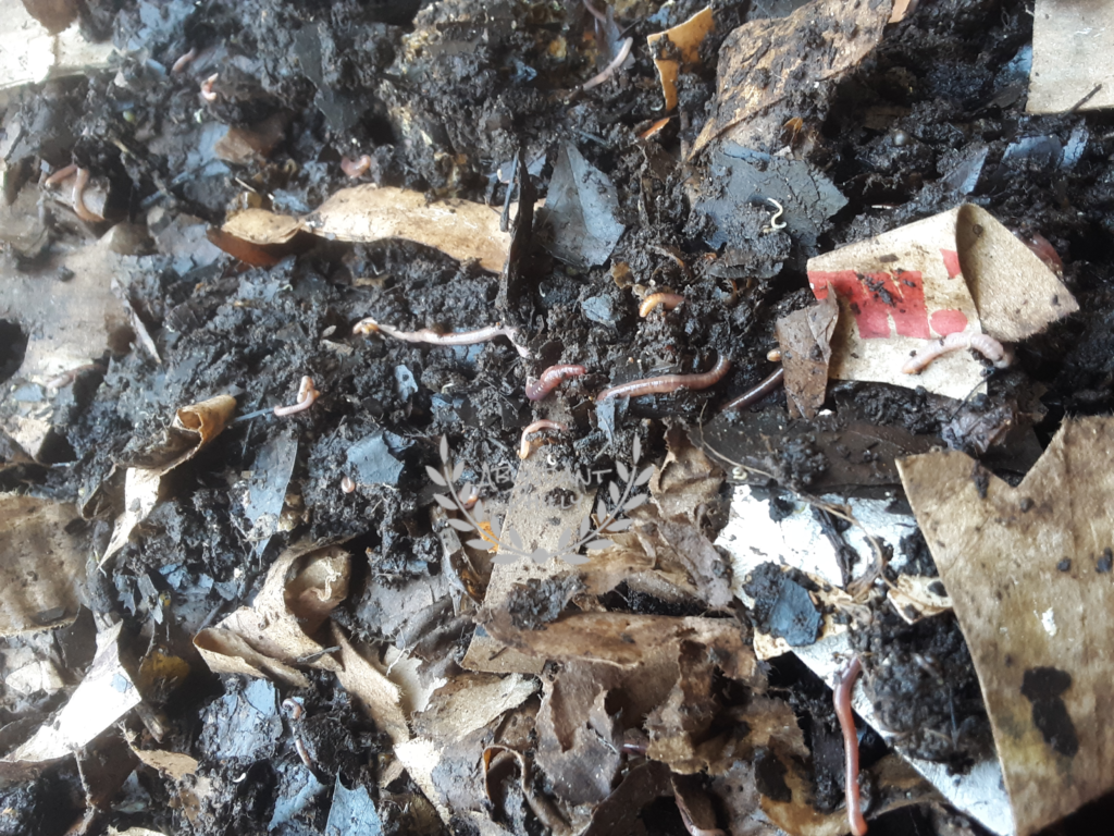 Compost worms for outdoor bin in Philadelphia garden.