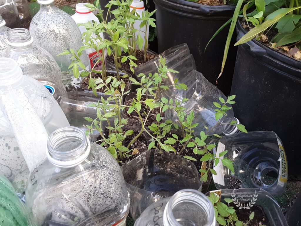 Winter sown tomatoes