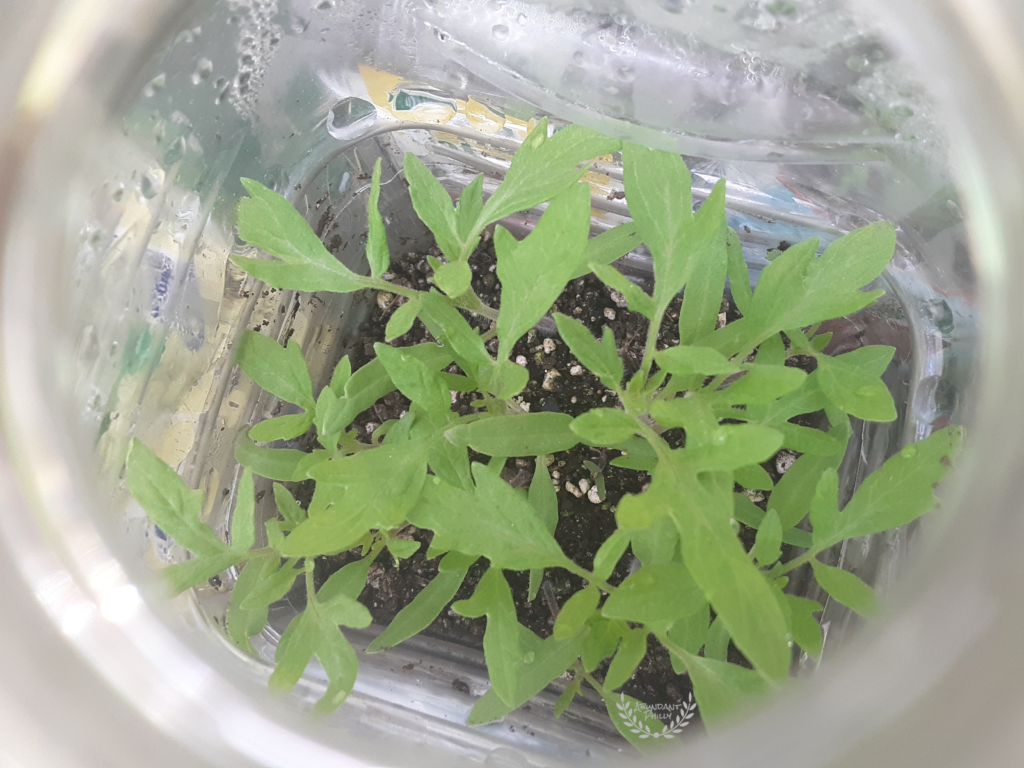 close up on winter-sown tomatoes