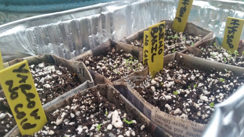 Tray of basil and flower seedlings growing indoors.