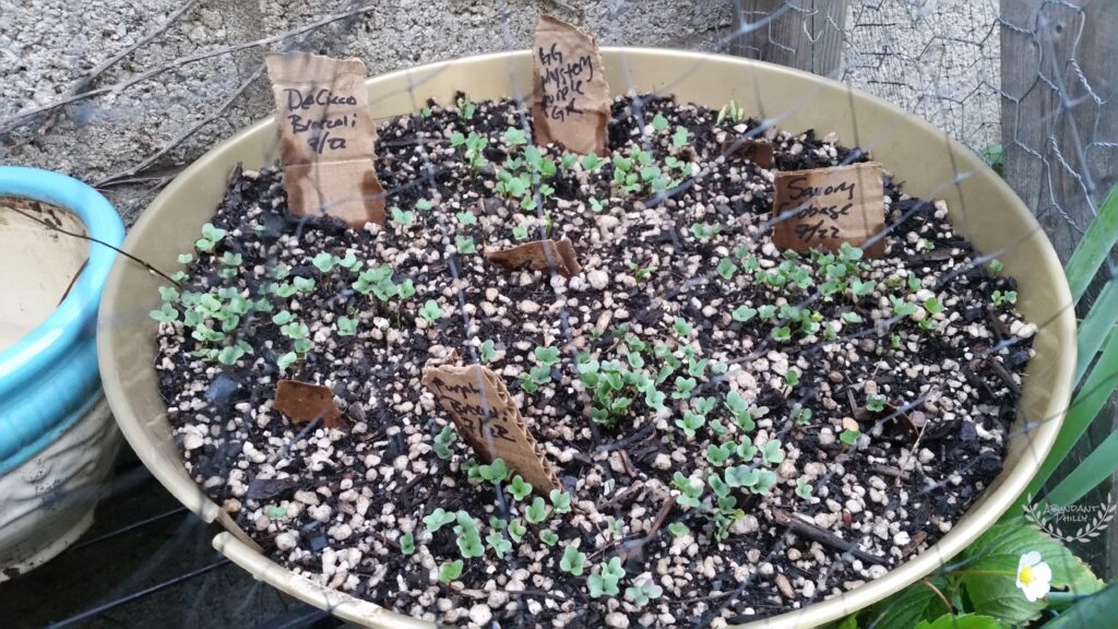 Circular tray of vegetable seedlings growing behind fencing outdoors.