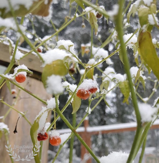 Picture of a chili pepper plant growing in snow.