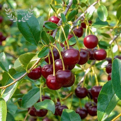 Cherries on a tree.