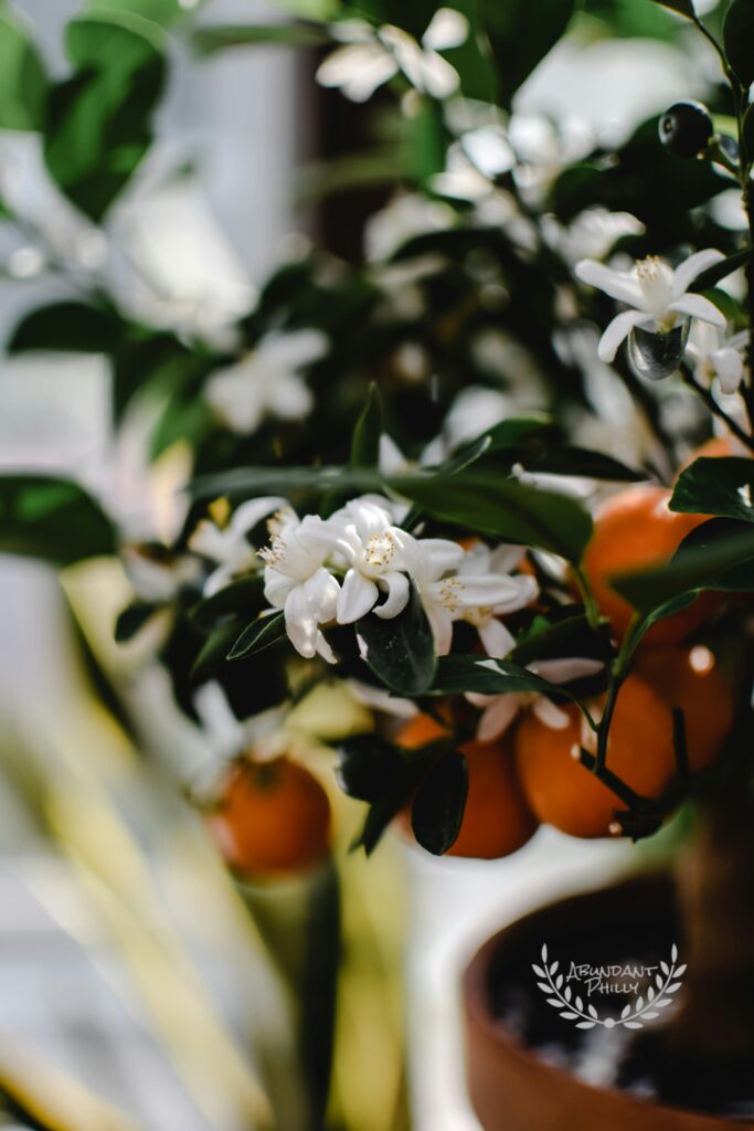 Orange and orange blossoms on a tree.