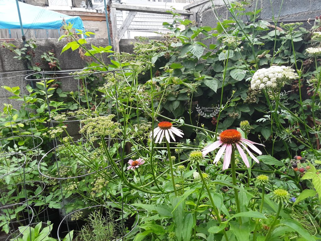 View of a container garden in S Philadelphia