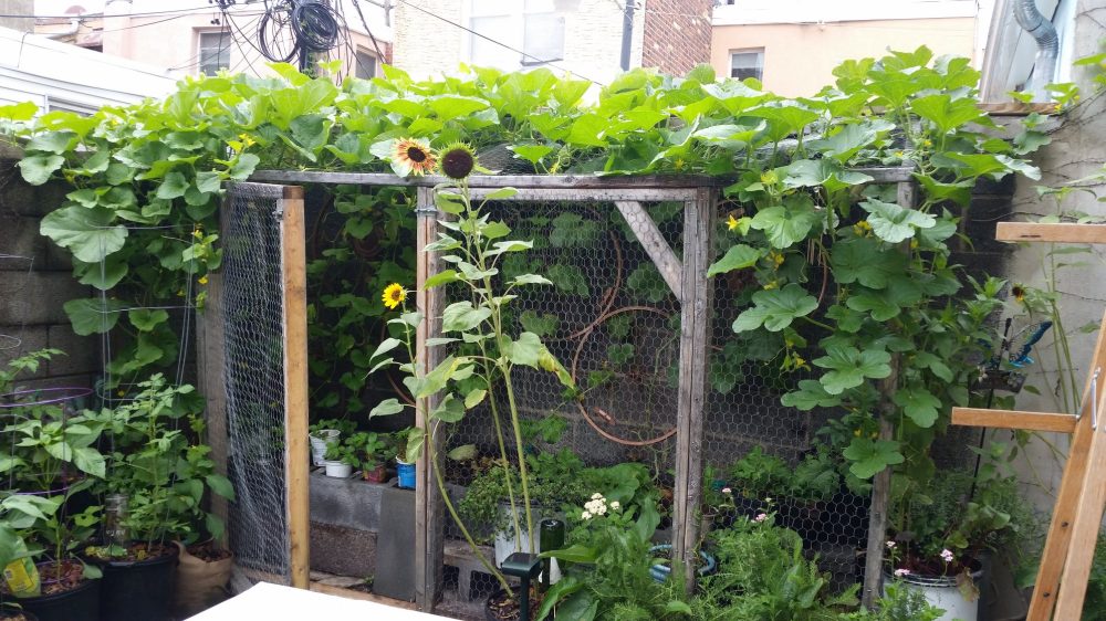 photo of back patio garden cage with plants growing all around.